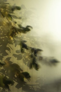 Ağaç dalları ve yaprakları dumanlı camdan pencereler, yumuşak odaklı fotoğrafçılık