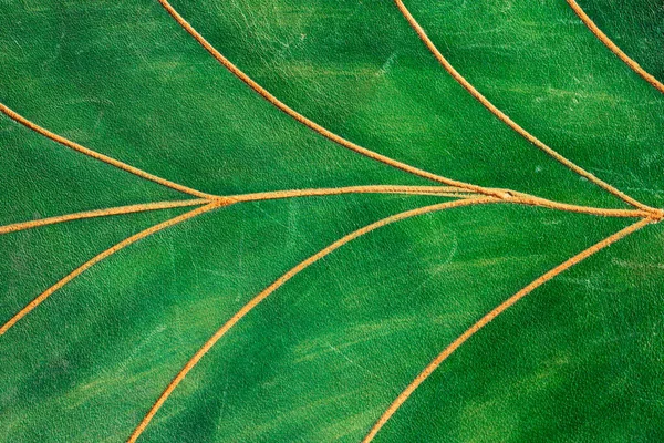 静脈と葉のように見えるように作られた緑の革を彫りました ソフトフォーカスを閉じる — ストック写真