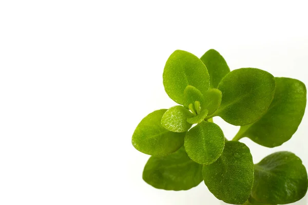 Kräftige Grüne Pflanzenblätter Mit Regentropfen Weicher Fokus Aus Nächster Nähe — Stockfoto
