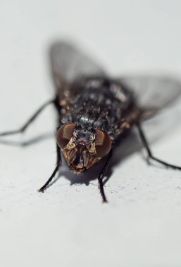 Gri arkaplanda kara sinek, yumuşak odaklı makro