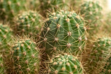 Kaktüs bitkisi, yumuşak odaklı yakın plan