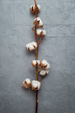 Natural cotton branch on defocused gray  concrete background, soft focus close up