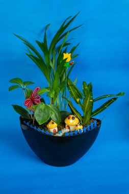 yeşil bitkiler mavi arkaplanda siyah bir seramik kapta diziliyorlar.