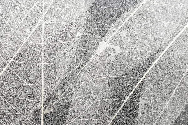 乾燥葉の繊維構造の閉鎖テクスチャの背景 骨格の葉の細胞パターン 創造的なバナーのデザインやグリーティングカードの葉静脈抽象的な背景 — ストック写真