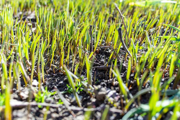 New Grass Grows Back Ground Winter Early Spring Growth Soft — Stock Photo, Image