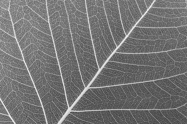 黒い背景に白い脈のついた乾いた葉の骨格 — ストック写真
