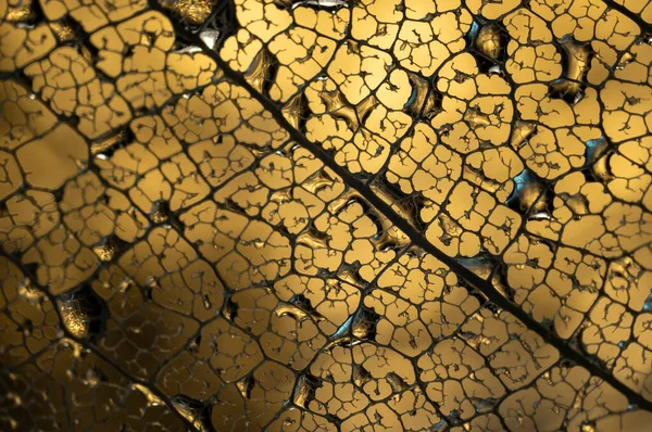 Wassertropfen Auf Einem Blatt Skelett Nerven Auf Goldenem Hintergrund Weicher — Stockfoto