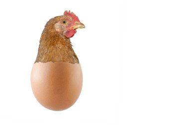 Hangisi önce, tavuk mu yumurta mı? Yumurta kabuğundaki tavuk kafası, yumuşak odak, beyaz renge yakın.