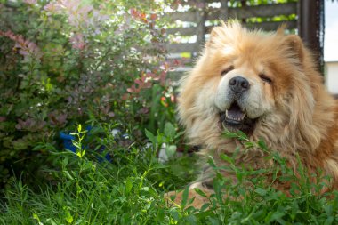  Bahçedeki yeşil bitkiler ve çiçekler arasında dinlenen Chow chow köpeği, yumuşak odak portresi