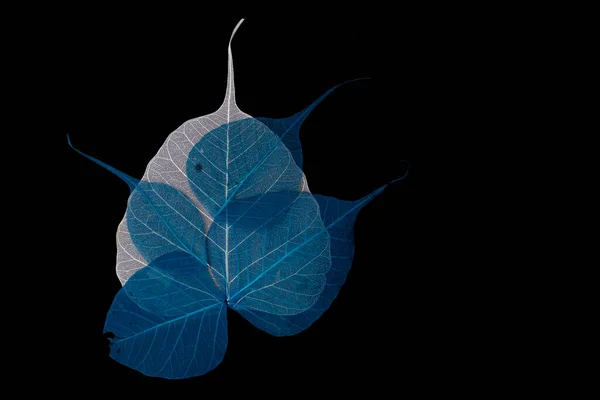 Skeleton Leaves White Blue Bouquet Black Background Abstract Photography — Stock Photo, Image