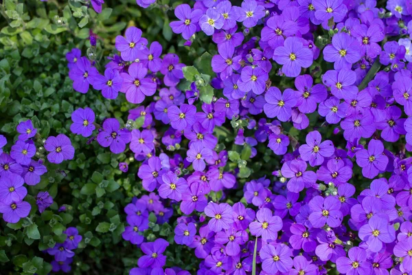 stock image Aubretia or Aubrieta low spreading hardy   perennial flowering plants with multiple dense small violet flowers  full frame close up