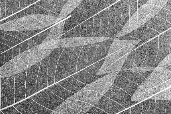 Kuru Yaprak Dokusu Arkaplanının Lif Yapısını Kapat Skelet Yapraklarının Hücre — Stok fotoğraf