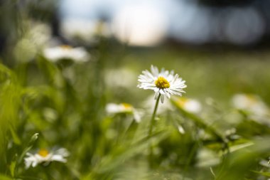 Yeşil çimenli ve mavi gökyüzü olan Daisy alanı, yumuşak odak noktası yakın, soyut doku