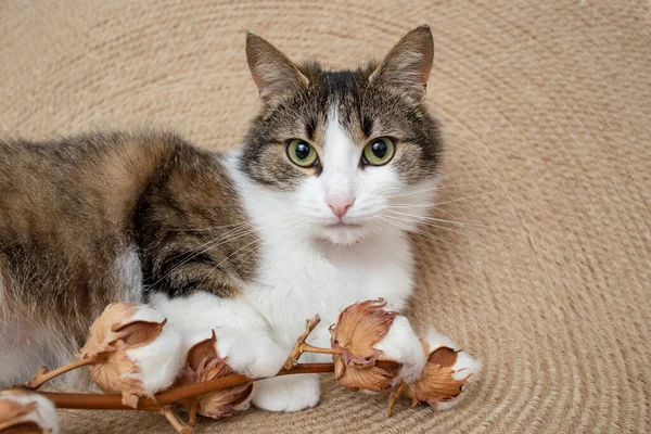 Cute cat, looking at camera, next to cotton flowers, on a jute rope rug, animal portrait.