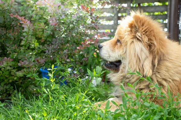 Chow Chow Dog Guardando Piante Verdi Fiori Giardino Ritratto Soft — Foto Stock