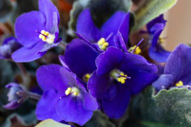 Mavi narin çiçekler, saksı bitkisi yumuşak odaklı makro