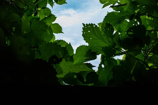 緑豊かな葉を通して見られる明るい空の穴 暑い日の影 抽象的な概念 柔らかい焦点テクスチャ — ストック写真