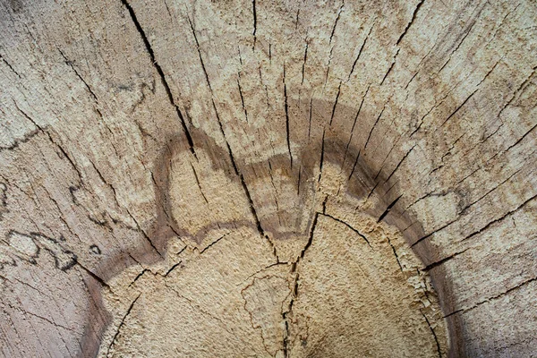 drying wood log, tree section with cracks and fungi marks, abstract background