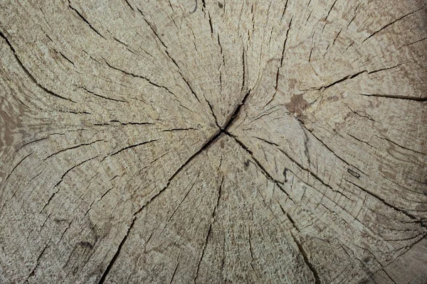 Kurutulmuş Ahşap Kütük Çatlak Mantar Izli Ağaç Kesimi Soyut Arkaplan — Stok fotoğraf