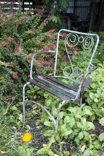 プライベートスポットでのヴィンテージ金属線椅子 ベリス トゥンベルギの隣に 萎縮性尿素黄金のリング植物 観賞用の草や花でいっぱいの庭 — ストック写真