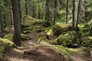 Yaz güneşinde yeşil yosunlu köknar ağacı ormanı  