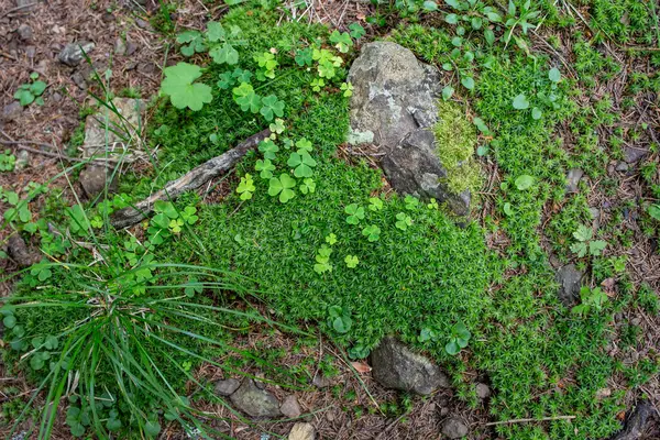 Forest flora with cloves, moss carpet and grass, forest texture