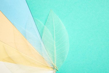 Çok renkli kağıt çarşaflarda beyaz iskelet yaprakları, kapatın.