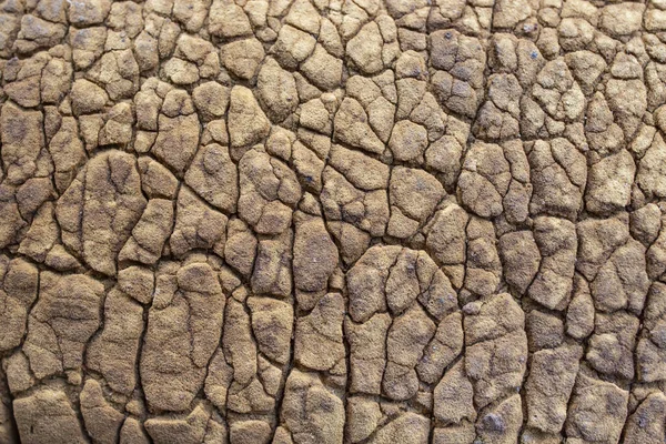 Textura Marrón Agrietada Arrugada Consistencia Esponjosa Enfoque Suave Cerca — Foto de Stock
