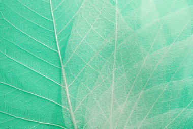 Yeşil arkaplanda iskelet yaprakları, sonbahar zarif arkaplan, kapat