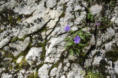 Romanya 'nın Rarau dağlarındaki bir kaya parçasında yetişen küçük BlueBell olarak bilinen Campanula rotundifolia çiçekleri. Kapat.