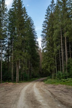 Uzun bir çam ormanı boyunca, mavi gökyüzü