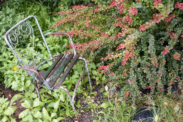 Vintage  metal wire chair  in a a private spot , next to a berberis thunbergii ,atropurpurea golden ring plant, garden full of ornamental grass and flowers