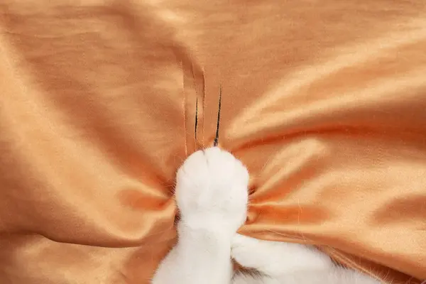 White fur cat paws scratching adn ripping orange satin fabric curtains, soft focus