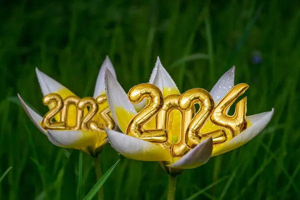 2024 and 2023 tin foil balloons numbers in 2 tulipa tarda opening flowers, in grass background with water