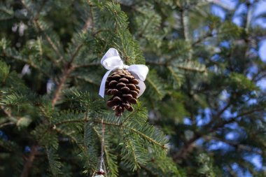 Arka planda mavi gökyüzü olan bir köknar ağacında beyaz saten yay ve organik Noel süslemeleri olan çam kozalağı.  