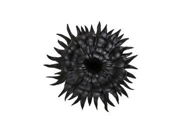 Beyaz arkaplanda izole edilmiş siyah güneş veya güneş çiçeği, soyut desenli arkaplan