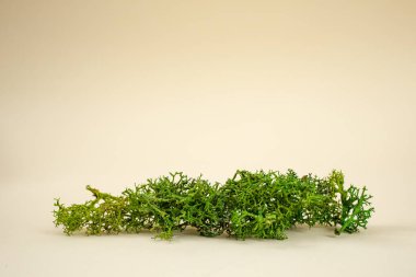 Bej arkaplanda sabitlenmiş liken, soyut desen arkaplanı