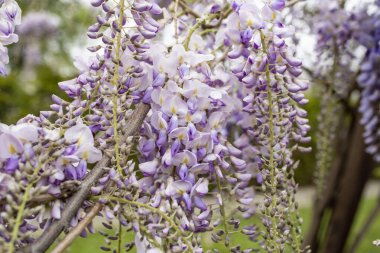 Baharda salkım ağacı çiçeği yeşil çimen arka planda, yumuşak odak  