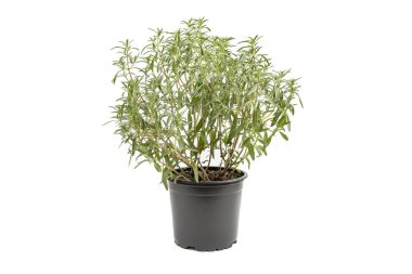 Kekik bitkisi plastik bir kabın içinde, beyazın üzerinde izole edilmiş. 