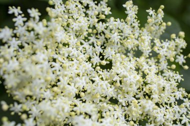 Sambucus, ya da yaşlı böğürtlen çiçeği, yumuşak odak  