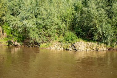 Moldova nehri üzerindeki kayalık bir kıyıda söğüt ağaçlarıyla aydınlık bir günde