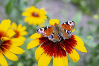Güzel Kelebek Tavus kuşu Gözü, sarı bir çiçekte oturur Rudbeckia hirta, Kral Kelebeği Inachis io dölleyen Siyah Gözlü Susan çiçeği, Tavuskuşu Kelebeği
