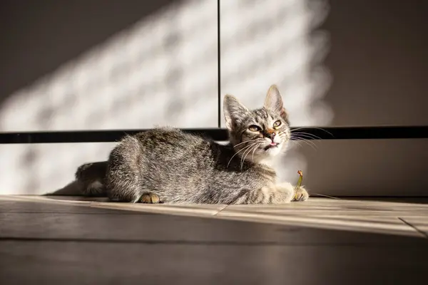 stock image Cute domestic baby cat playing , with hard shadows on furniture, soft focus  