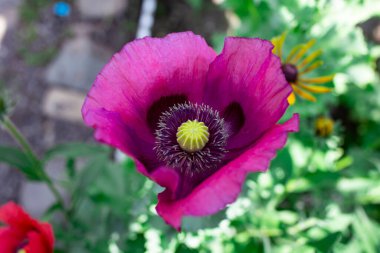 Güzel mor gelincik çiçeği, sönmüş bahçe zemininde yatıyordu.  
