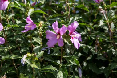 Hibiscus syriacus çiçekleri güneş ışığı altında 