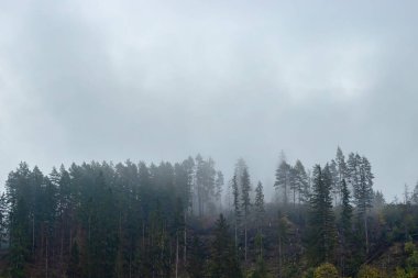 Kasvetli bir yağmurlu günde Çam Ormanı Tepesi soyut kasvetli hava geçmişi