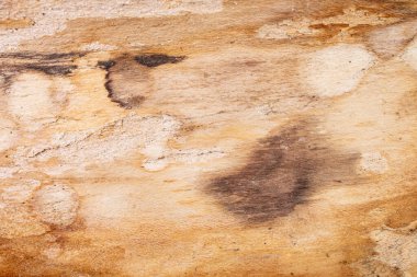 Ahşap kabuk iç görünüm, yumuşak odak dokuyu kapat