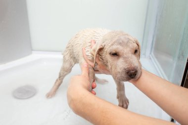 Kadın elleri banyoda küçük bir köpek yavrusunu yıkıyor.  