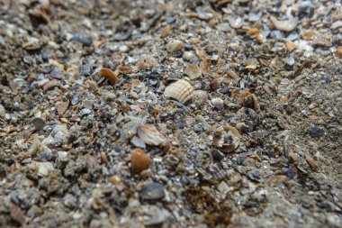 Plajda ezilmiş deniz kabuğu dokusu, soyut dokular.