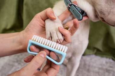 Kadın elleri yavru köpek tırnaklarını fırçalıyor, evcil hayvan bakımı konsepti... 